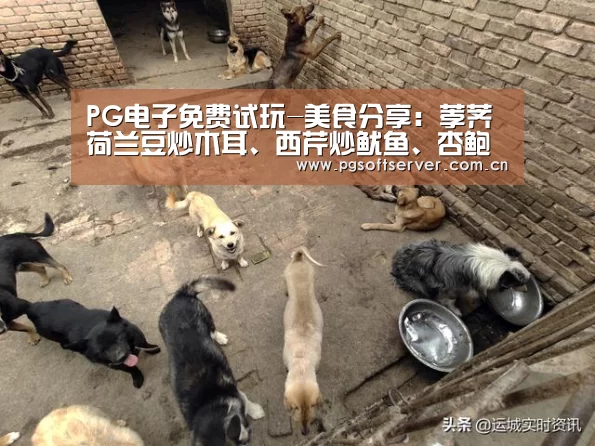 Soft试玩入口